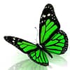 Green Butterfly