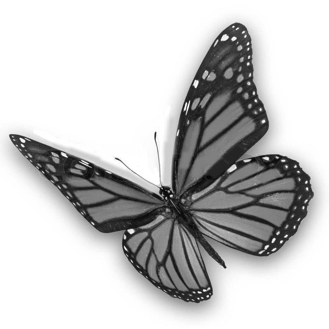 Neutral Butterfly