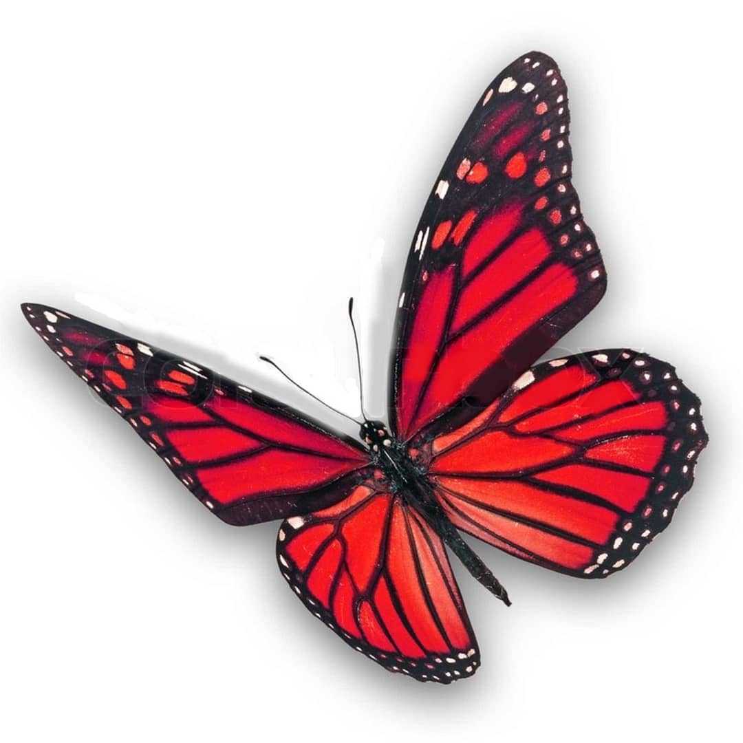 Red butterfly