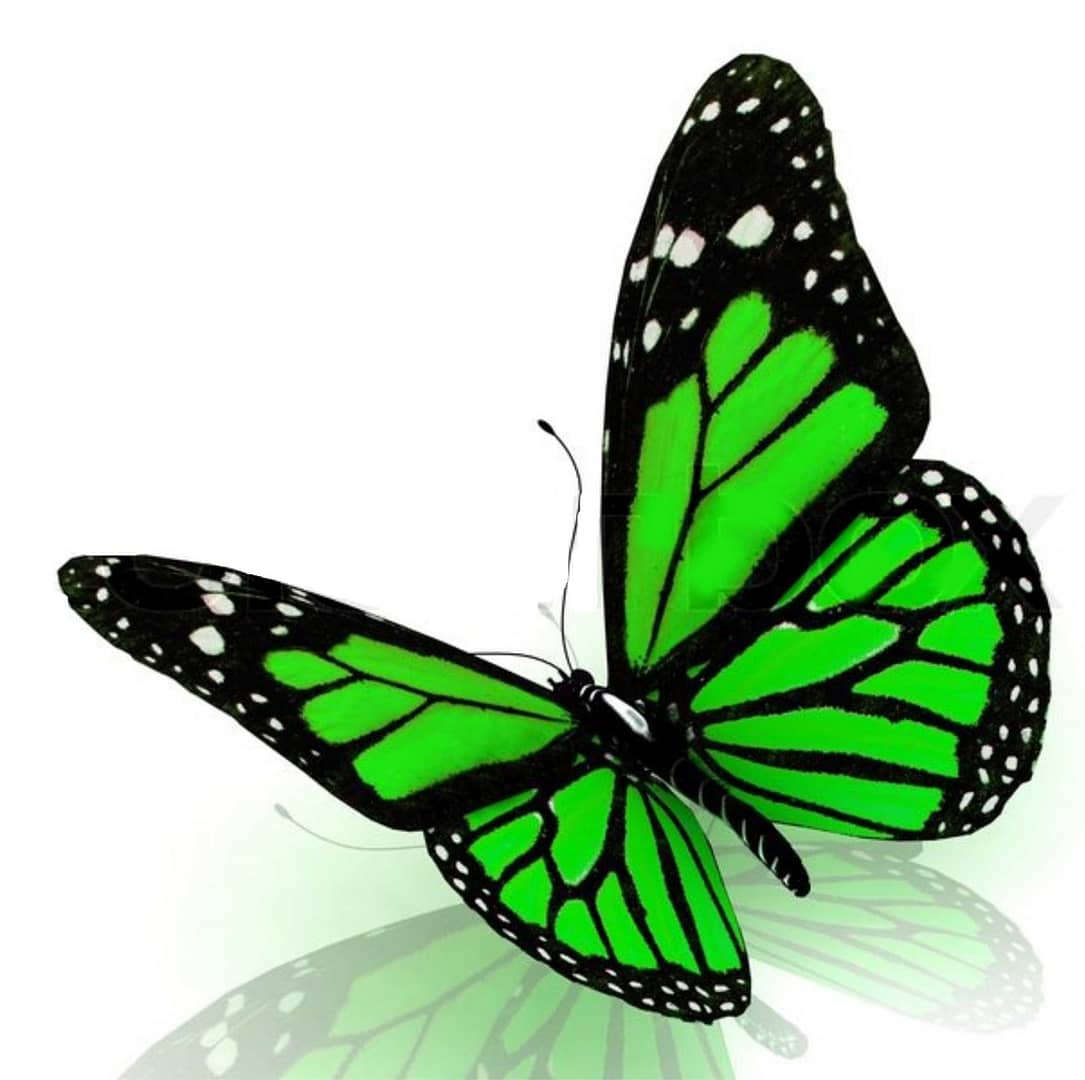 Green Butterfly